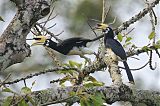 Oriental Pied-Hornbillborder=